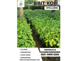 Tsel Epollarise Bibit Kopi - Jambi