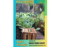 Jual Bibit Pisang Ambon Kultur Jaringan - Lampung