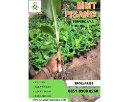 Tsel Jua Bibit Pisang Cavendish  - Tanggamus
