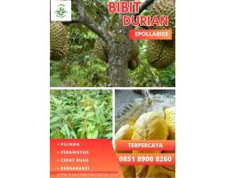 Epollarise Bibit Durian Duri Hitam Kaki 3 - Way Kanan