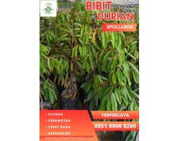 Epollarise Bibit Durian Musang King - Way Kanan