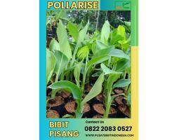 Bibit Pisang Kepok Kuning - Tanggamus