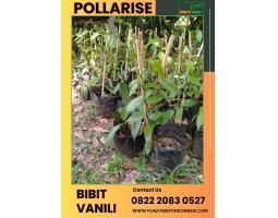 Pollarise Sentral Bibit Vanili Lampung - Tulang Bawang Barat