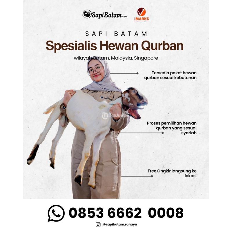 Supplier Hewan Qurban 2026, Rahayu Sapi - Batam
