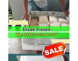 Agen Sirsat Beku - Banyuwangi