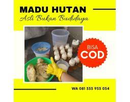 Madu Hutan Liar Asli - Sidoarjo