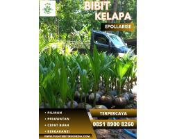 TSEL Epollarise Bibit Kelapa Hibrida - Malang