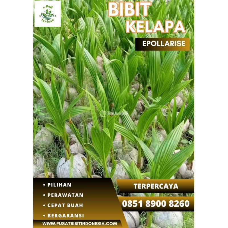 TSEL Epollarise Bibit Kelapa Ijo - Bangli