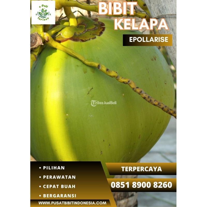 TSEL Epollarise Bibit Kelapa Ijo - Bangli