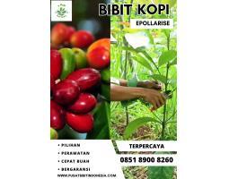 Tsel Epollarise Bibit Kopi, Bibit Kopi Liberika - Tulang Bawang