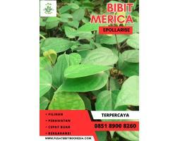 Pusat Bibit,  Bibit Lada Yang Baik - Bantul