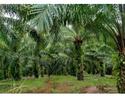 Di jual Cepat Lahan Sawit Harga Nego - Jakarta Pusat 
