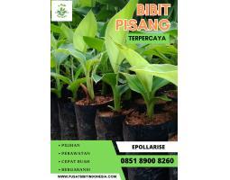Pusat Bibit Pisang Cavendish, Bantul - Yogyakarta