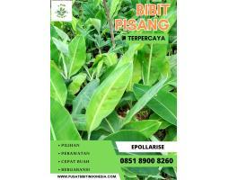 Pusat Bibit Pisang Cavendish, Bantul - Yogyakarta