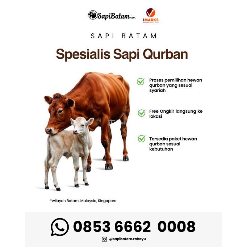Pusat Hewan Sapi Qurban Tahun 2026, Rahayu Sapi - Riau