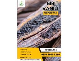 E Pollarise Bibit Vanili Yogyakarta - Bantul