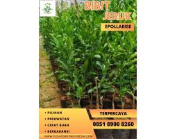 Bibit Jeruk Sunkist - Ogan Komering Ulu Timur