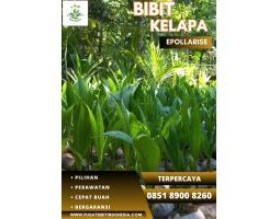 TSEL Epollarise Bibit Kelapa Kopyor - Tulang Bawang Barat