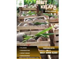 TSEL Epollarise Bibit Kelapa Kopyor - Sleman