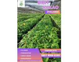 TSEL Epollarise Pen Bibit Kakao Terdekat - Malang