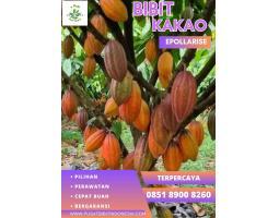 TSEL E Pollarise Bibit Kakao Sulawesi - Lebak