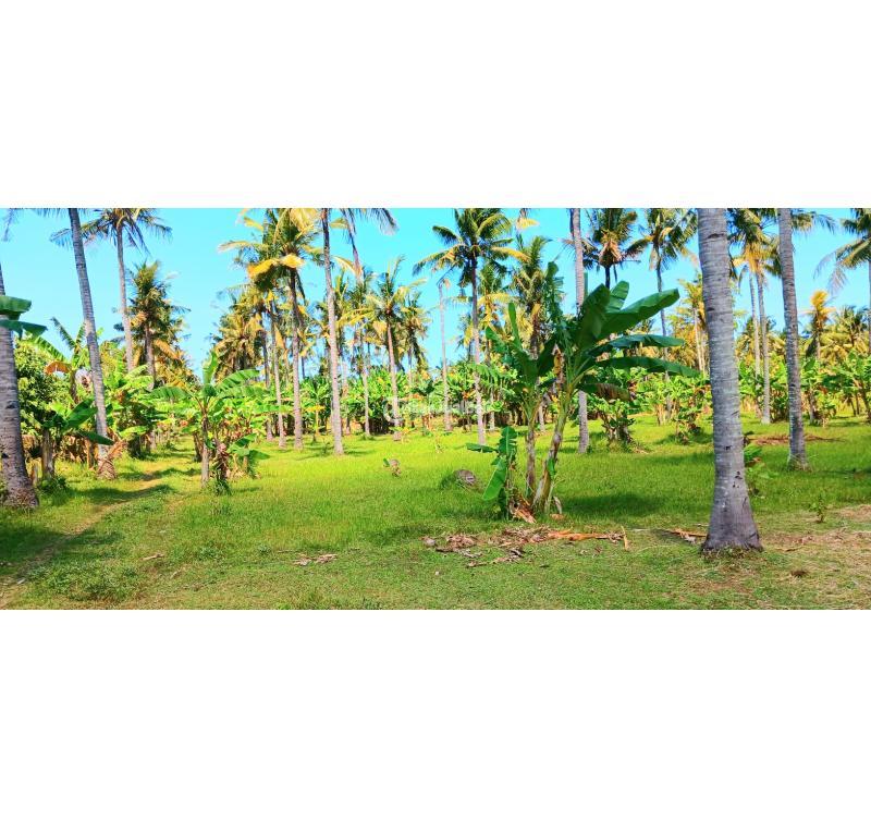 Dijual Gudang Luas Tanah 2 Hektar Jl Denpasar Gilimanuk Negara Bali - Jembrana