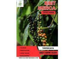 Pusat Bibit, Bibit Lada Di Lampung - Mesuji