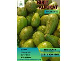 Agen Bibit Alpukat Mentega - Karanganyar