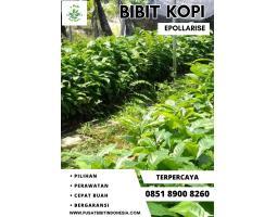 Agen Bibit Kopi Liberika - Karanganyar