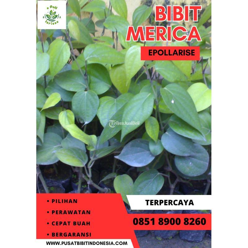 Tsel Pusat Bibit Lada - Depok