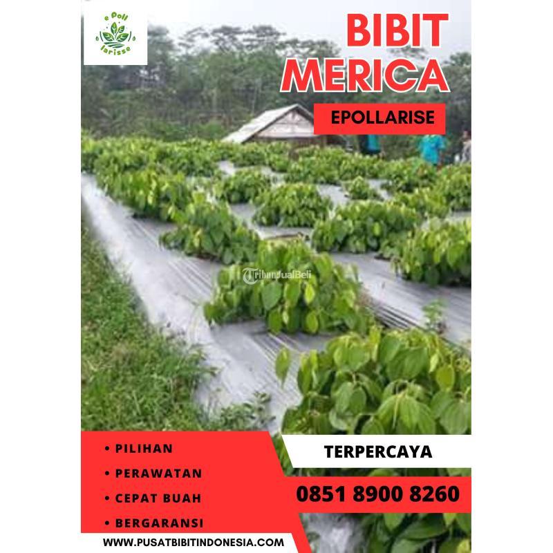 Tsel Pusat Bibit Lada - Depok