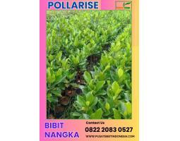Tsel Pollarisee Bibit Nangka Celeng - Magetan 