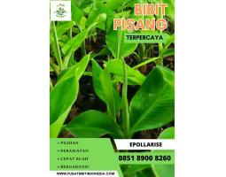 Bibit Pisang Merah - Malang