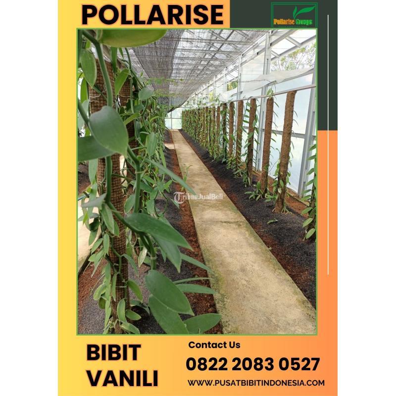 Tsel Pollarise Sentral Bibit Pohon Vanili - Madiun