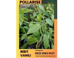 Tsel Pollarise Sentral Bibit Pohon Vanili - Madiun 