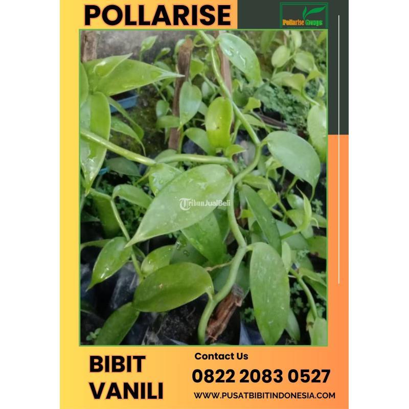 Tsel Pollarise Sentral Bibit Pohon Vanili - Madiun