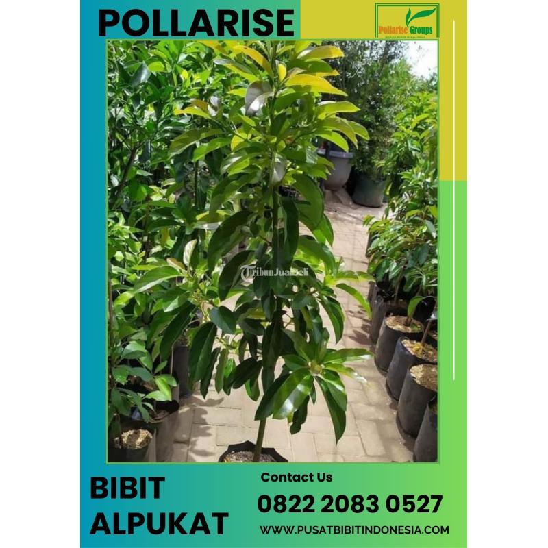 Tsel Sentral Bibit Alpukat Mentega - Bandung Barat