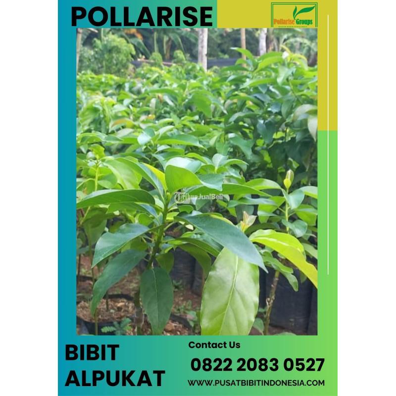 Tsel Sentral Bibit Alpukat Mentega - Bandung Barat