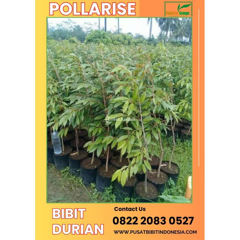 Tsel Pollarise Bibit Durian Musang King - Madiun