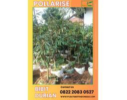 Tsel Pollarise Bibit Durian Musang King - Madiun 