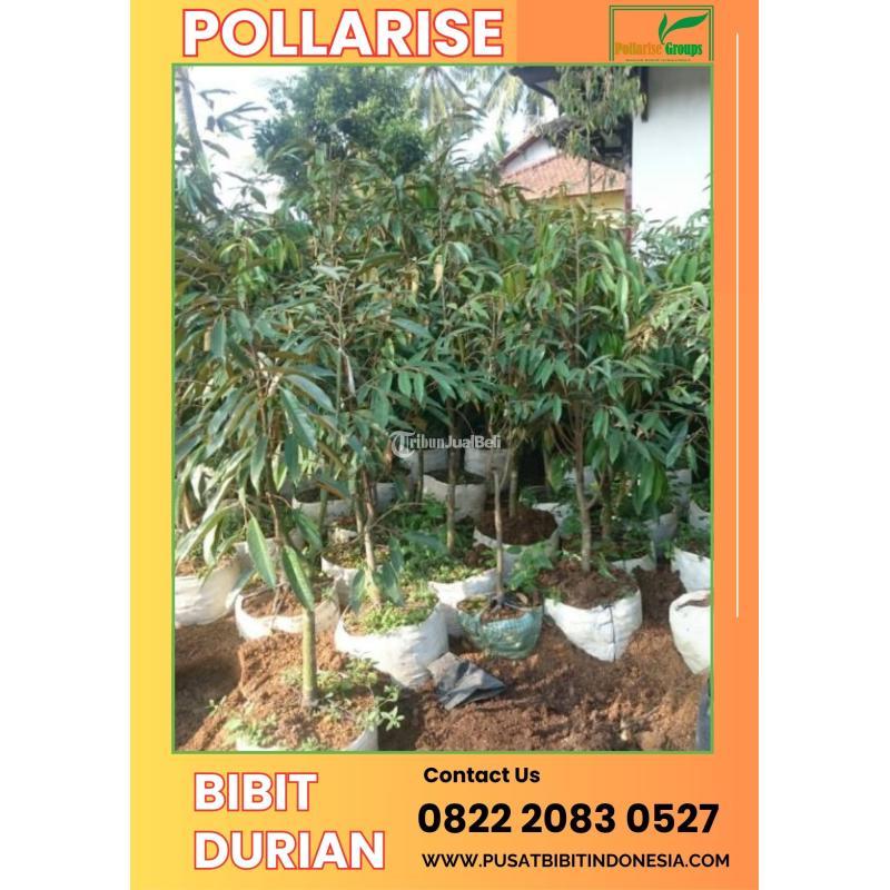 Tsel Pollarise Bibit Durian Musang King - Madiun