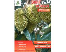 Agen Bibit Durian Musang King Kaki 3 - Magelang