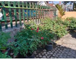 Bibit Mawar Yunda Florist - Blitar  