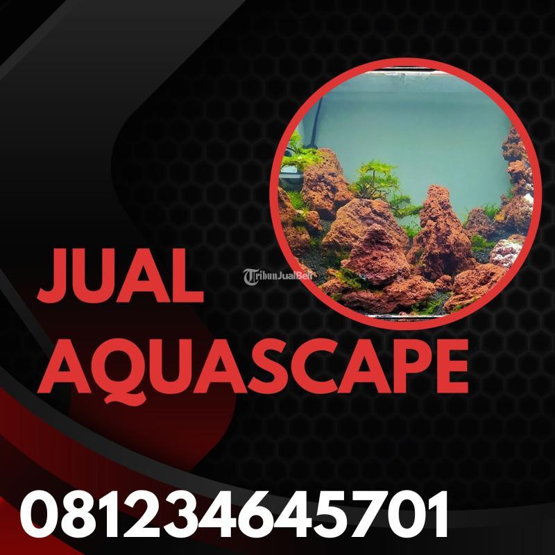 Toko Aquascape Cupang Mini - Malang