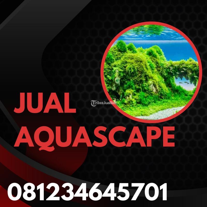 Toko Aquascape Cupang Mini - Malang