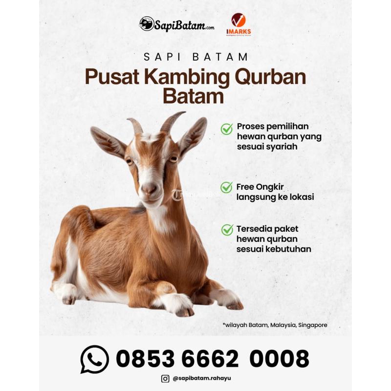Pusat Hewan Qurban 2026 Rahayu Sapi - Batam
