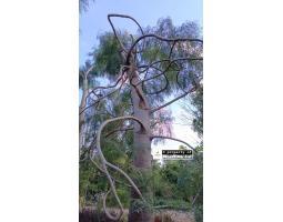 Pohon Moringa Afrika Bali  Pilihan Tepat untuk Taman Tropis  Peneduh - Denpasar