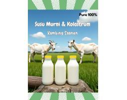 Supplier Susu Murni dan Kolostrum Kambing Saanen - Bekasi