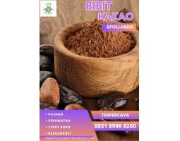 Jual Bibit Coklat Mec 02, Bibit Coklat Unggul - Jambi