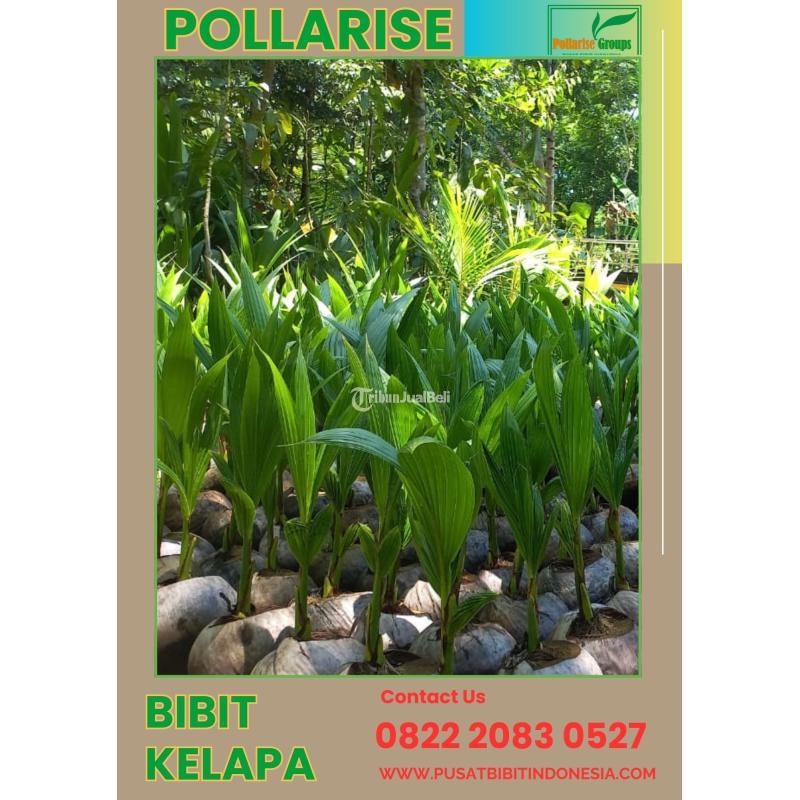 TSEL Pollarise, Bibit Kelapa Genjah Entok - Banyumas